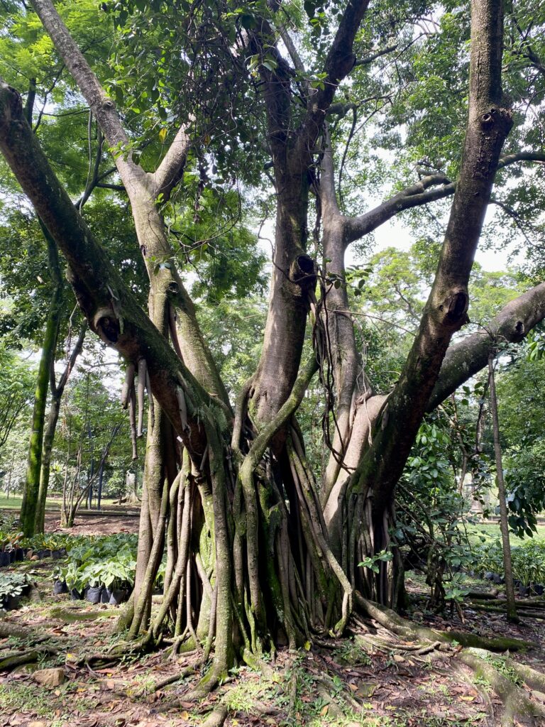 Jardín Botánico