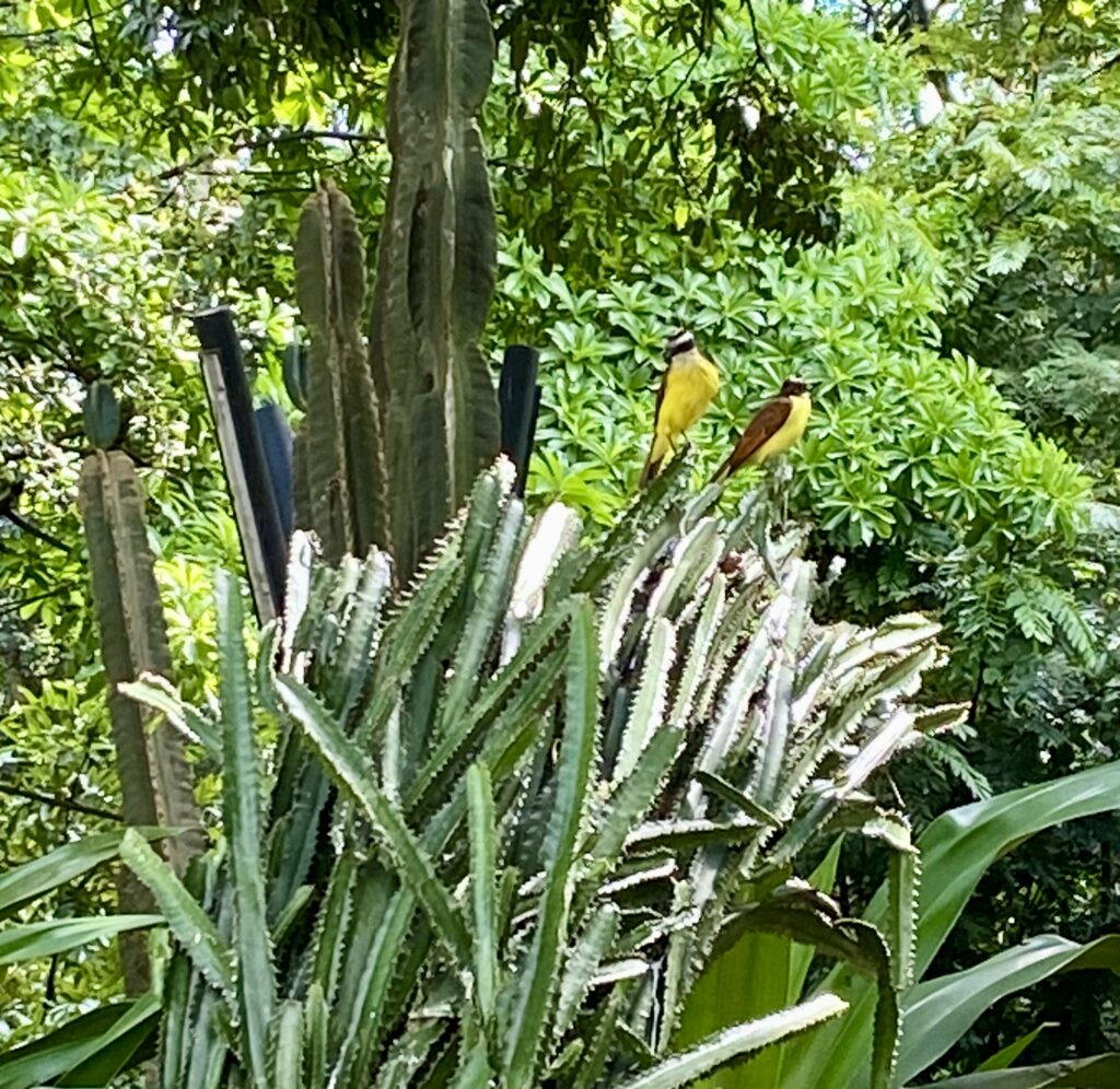 Jardín Botánico